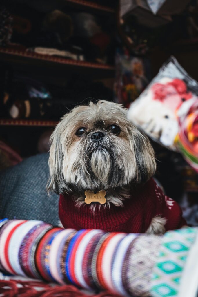 Cute Shih Tzu dog wearing a red sweater, sitting indoors with colorful textiles.